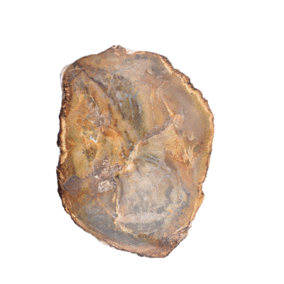 Natural slice of petrified wood from Madagascar, with a size of 11cm. The slice of petrified wood is polished on both sides. 