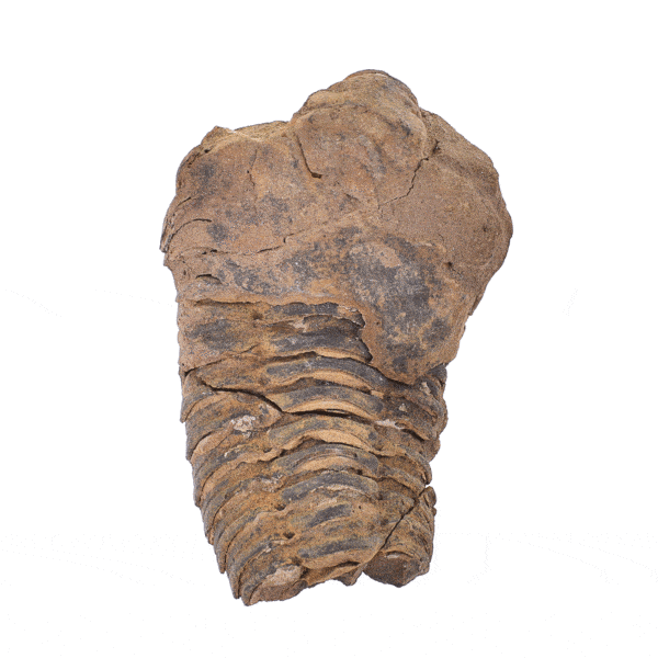 Natural 7.5cm fossil of Trilobite Flexicalymene from Morocco. Buy online shop.