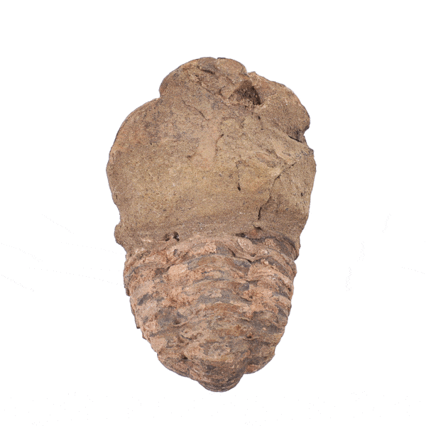 Natural 7cm fossil of Trilobite Flexicalymene from Morocco. 